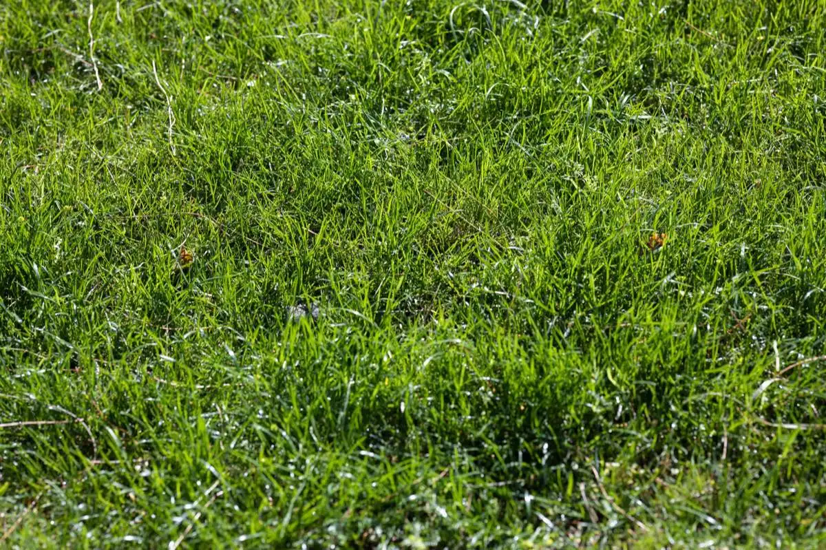 Freshly laid sod rooting into prepped soil in a North Las Vegas, NV backyard