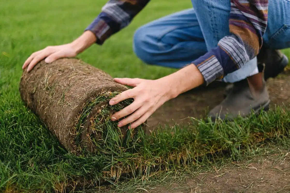 sod installation project in North Las Vegas, NV — 4