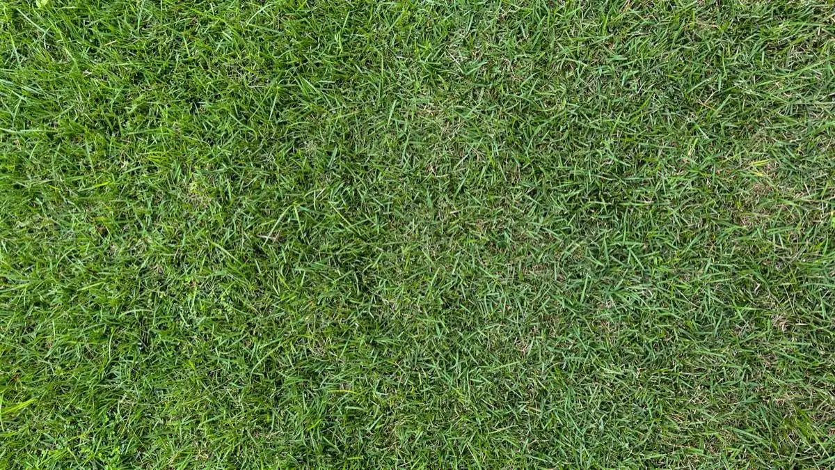 Fresh sod being laid on a prepped lawn in North Las Vegas, NV during early fall